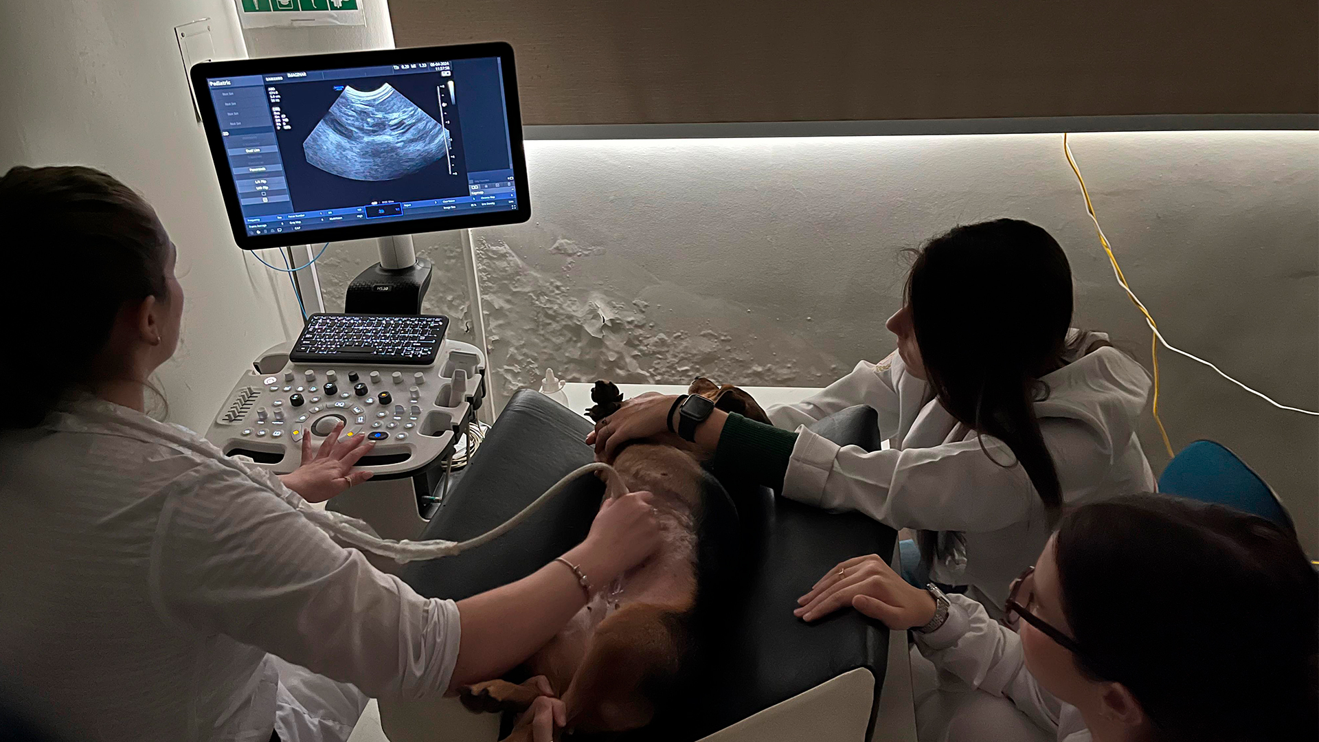 Equipe veterinária realizando ultrassonografia em cachorro na Imaginar